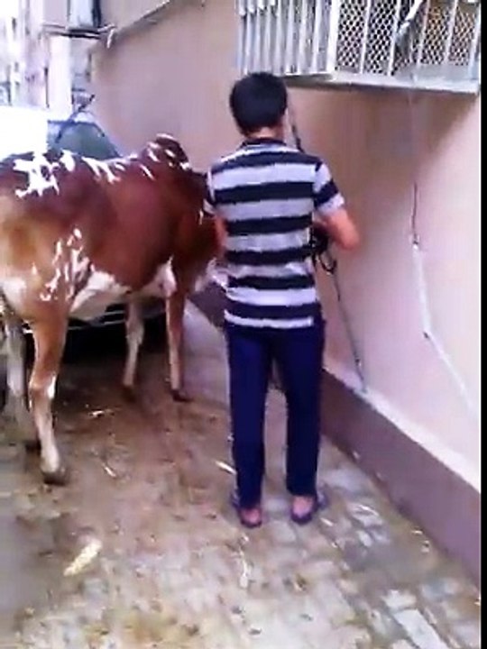 Angry Cow Attack - Must Watch