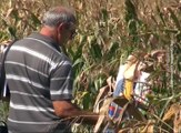 Dan polja kukuruza , 30. avgust 2016. (RTV Bor)