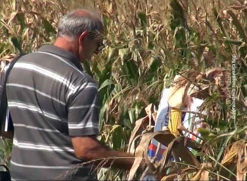 Dan polja kukuruza , 30. avgust 2016. (RTV Bor)
