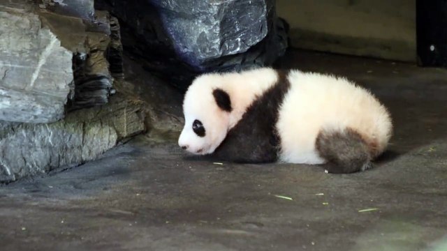 Le bébé panda de Pairi Daiza fait ses premiers pas