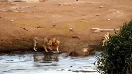 Elephant Kills Buffalo by Horn - Most Amazing Wild Animal Attacks HD