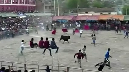 Nine people gored by bulls at religious festival in Peru