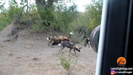 Wild Dog Puppies Emerge for the First Time - Super Cute!