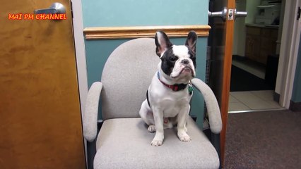 Zabawna i cute Buldog francuski Kompilacja 2016