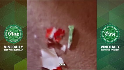 450+ AMERICA'S FUNNIEST HOME VIDEOS Vine Compilations 2016 - Funny AFHV Vines HD ( W- Titles)_63