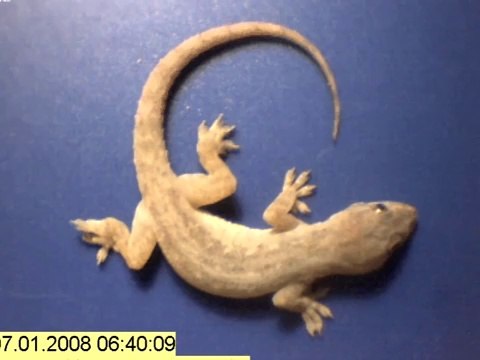 Time lapse - whole gecko eaten by ants in just a few hours!