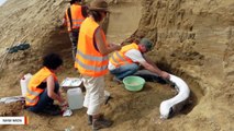 Million-Year-Old Mammoth Tusks Unearthed During Roadwork