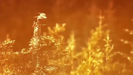 Aryana Sayeed - kamak Kamak Full HD Video