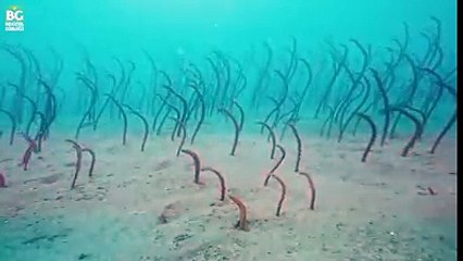 Bahçe yılan balıkları DEHŞET