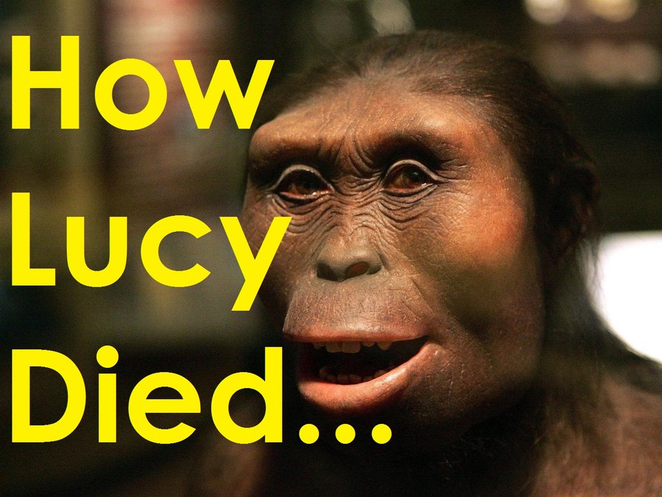 Now we know how How Lucy Died 3.2 Million Years Ago