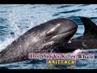 dolphin vs killer whale Brief Review HD