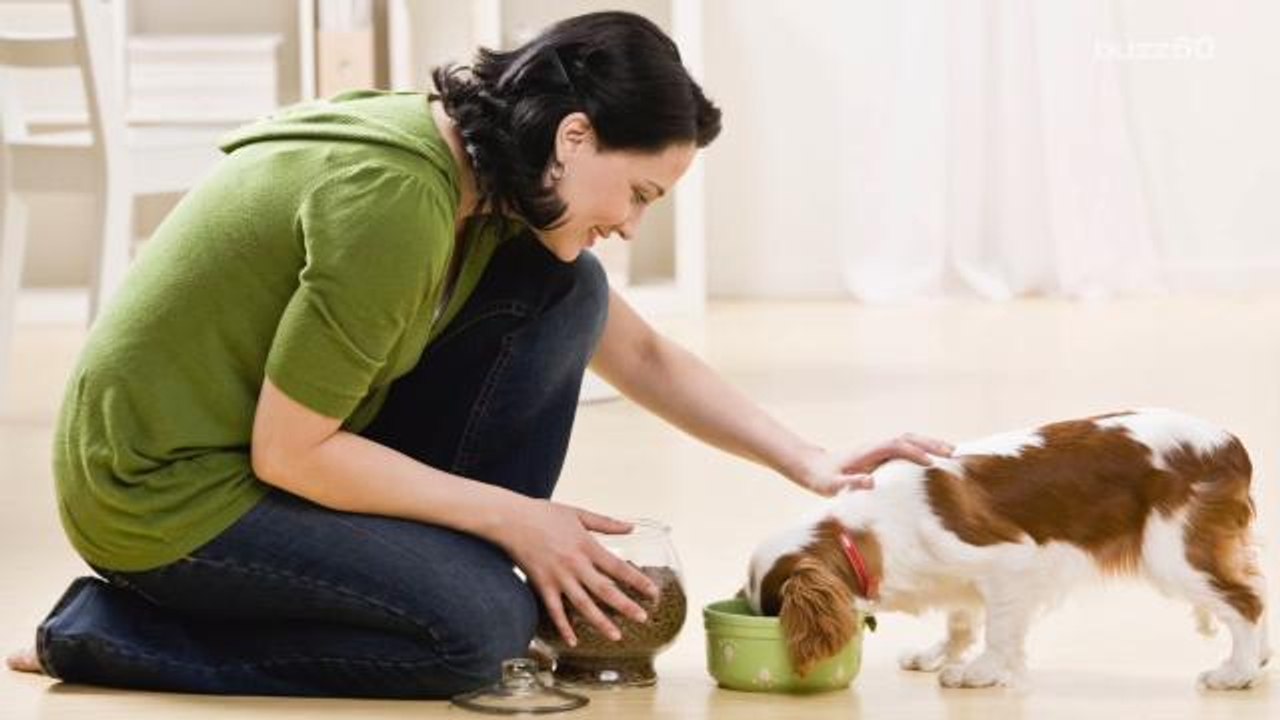 Yes, Your Dog Really Does Understand You