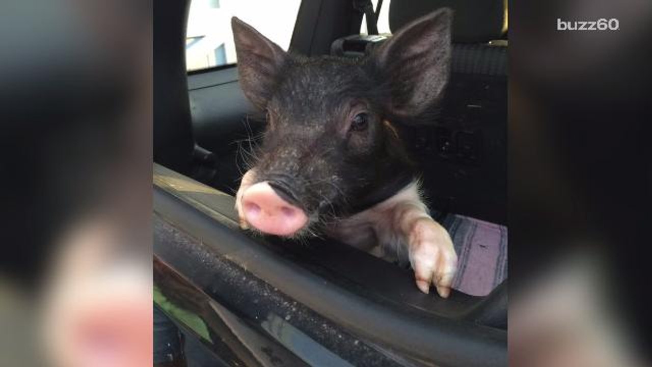 Baby Pig Survives Difficult First Weeks