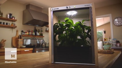 How to turn your kitchen into a tiny produce farm