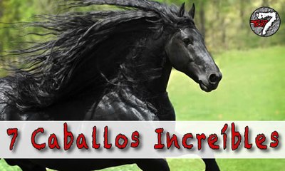 7 Caballos INCREIBLES