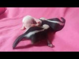 Cute Baby Skunks Snuggle on a Pink Blanket