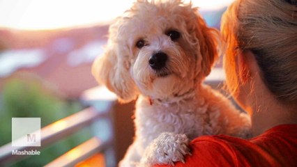 Science confirms you've been right all along: Your dog can actually understand you