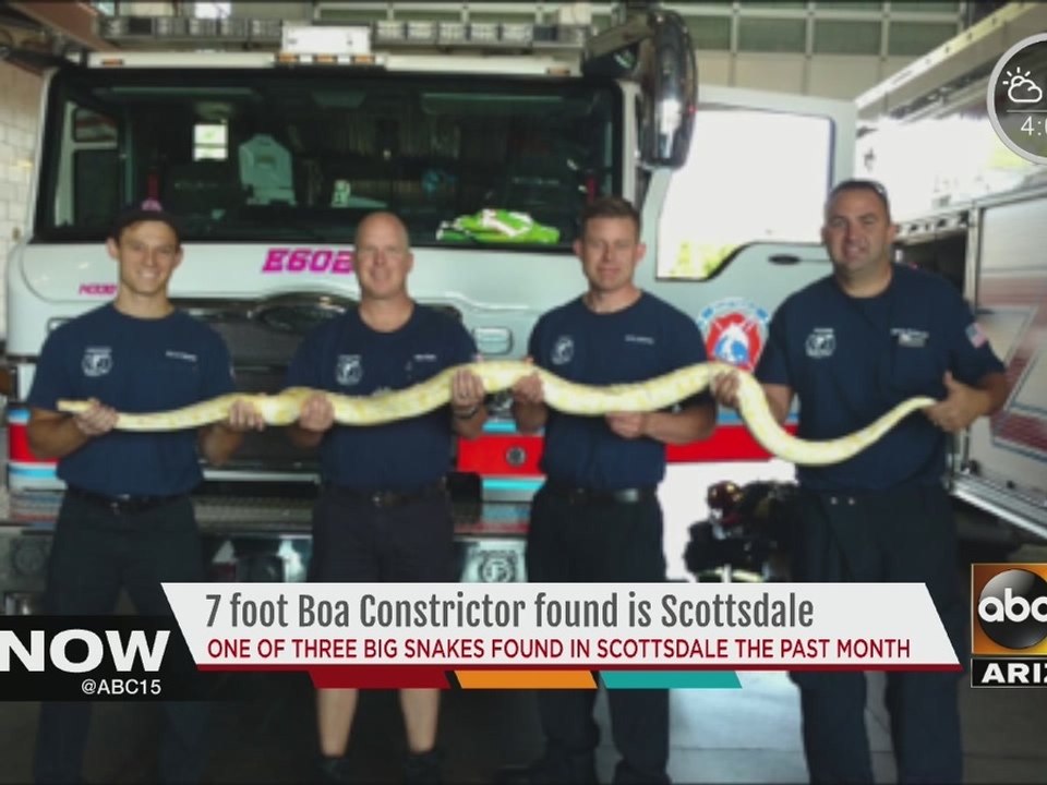 Scottsdale Fire Department finds 7-foot Boa Constrictor