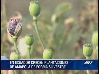 Segunda parte especial Amapola