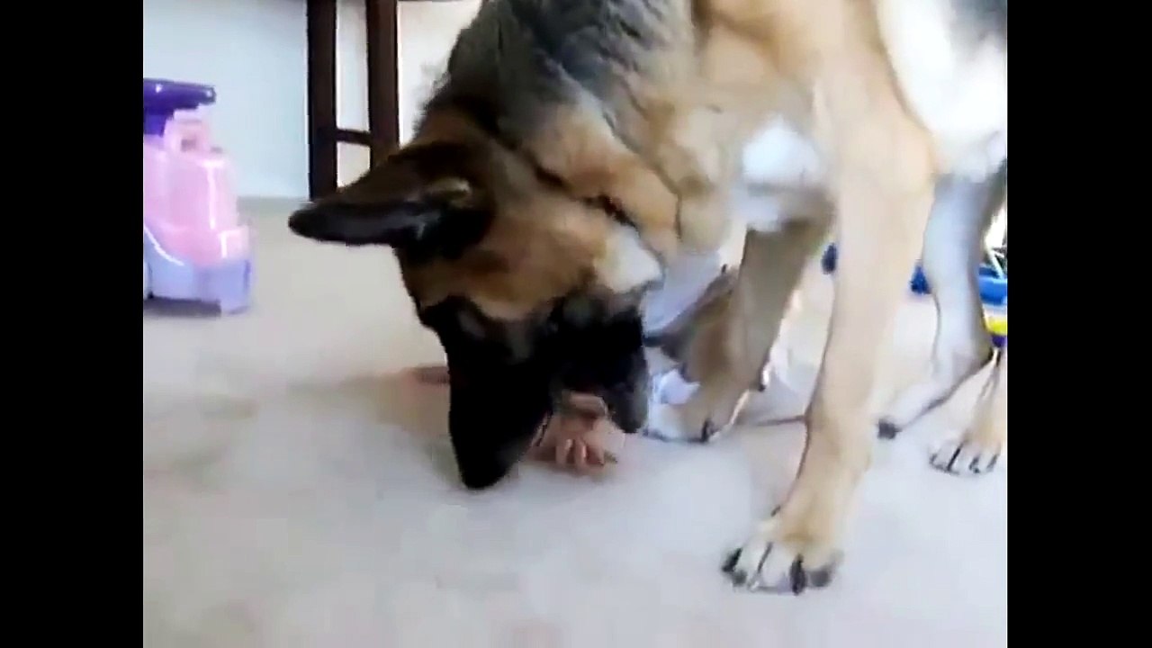 Best Funny Dogs And Children Funny Videos