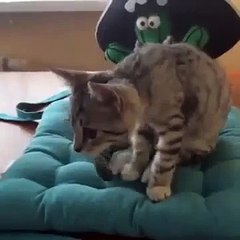 Cute Cat shows off Yoga pose funny