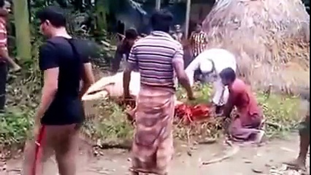 Cow is standing Three Time after Qurbani -- BAKRA EID 2016