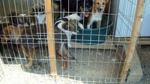 Dogs