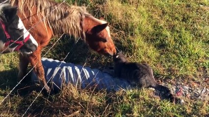 12 Inspiring Animal Friendships