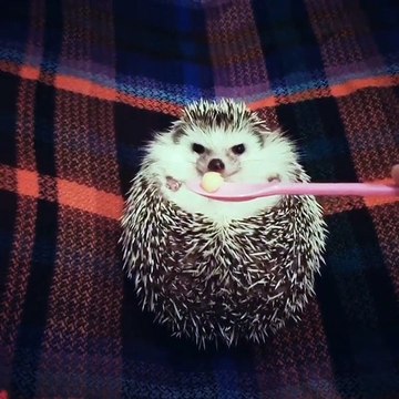 Cet hérisson arrête de bouder pour un morceau de pomme ! trop mignon