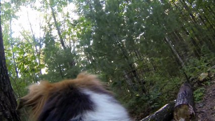 GoPro sur le dos d'un chien... Envie de vomir ?