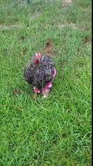 Juste un poulet qui porte un pantalon... Mais WTF