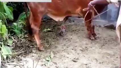 Cow qurbani Dangerous qasai aanari barsati funny video 2016