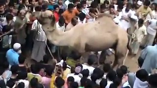 Dangerous Camel Qurbani Kills Several People in Crowd -- Bakra Eid 2016