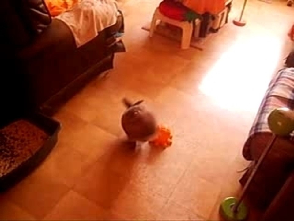 Lucky Joue à la pieupieuvre