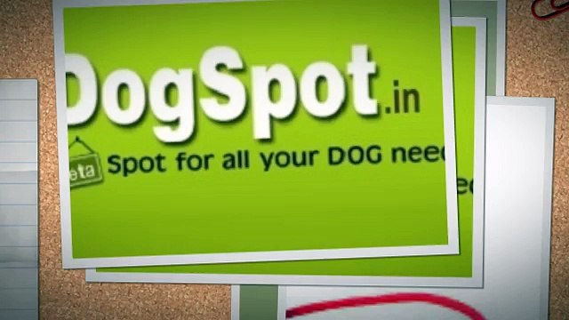 Dog Daycare Encinitas