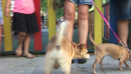 Los perros entienden palabras y entonación humanas