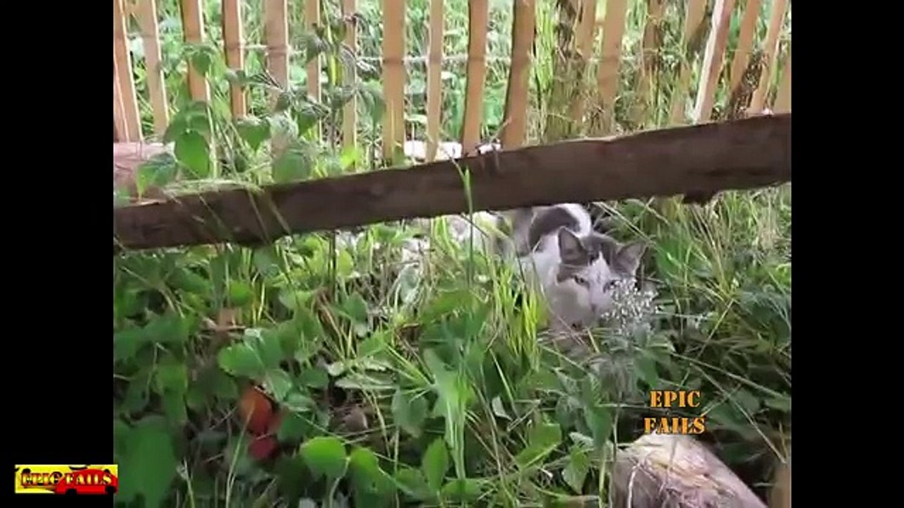funny video