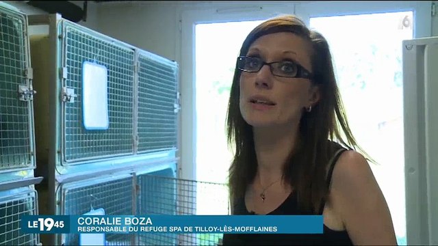 De plus en plus d'animaux abandonnés en France - Regardez