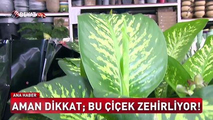 Dikkat!Bu çiçek zehir saçıyor