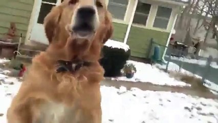 Ce chien adore les facteurs