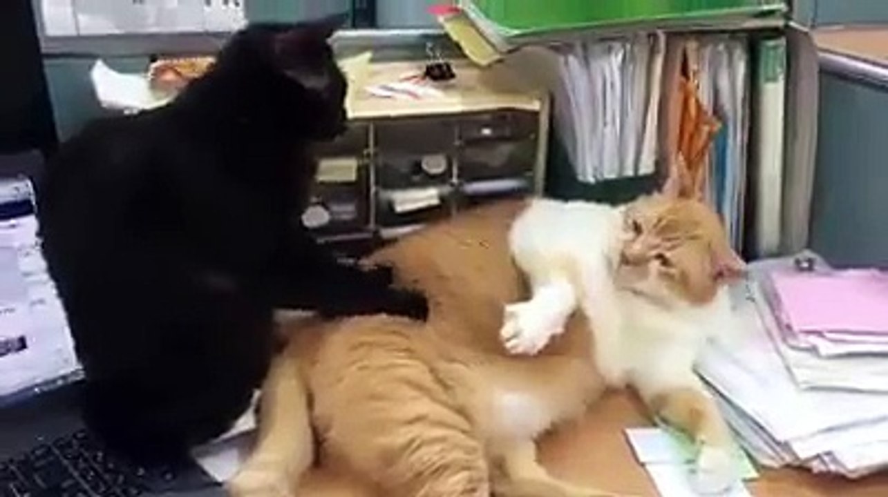 Cat Romance