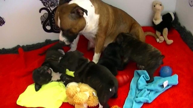 60ème vidéo Chiots avec leur Maman de STAFFORDLAND