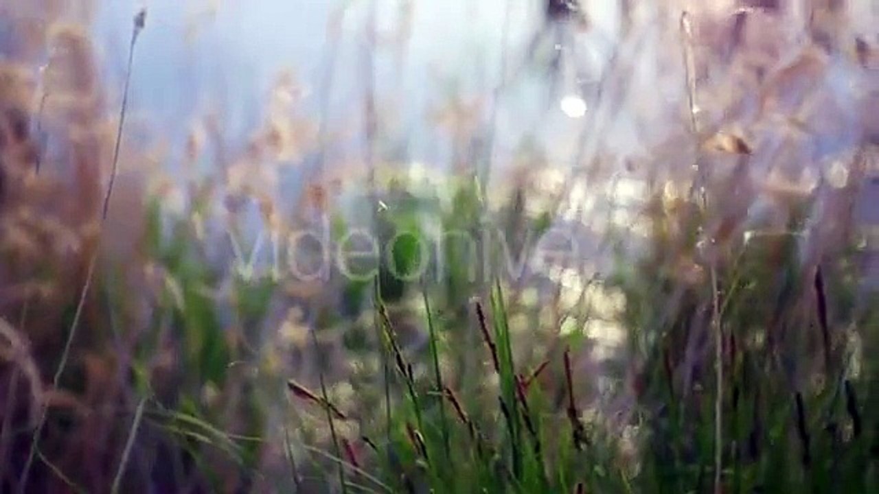 videoBackgroundcoyolles