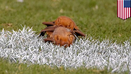 Bats having sex on field between plays at Detroit Lions-Baltimore Ravens NFL game - TomoNews