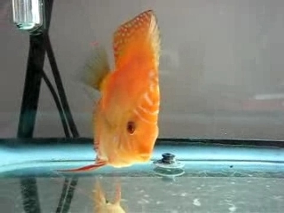 Malboro