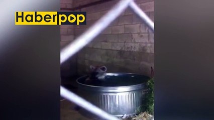 Vahşi sırtlan kovadaki suda çocuk gibi eğlendi #sırtlan