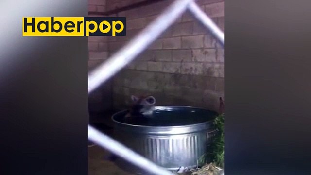 Vahşi sırtlan kovadaki suda çocuk gibi eğlendi #sırtlan