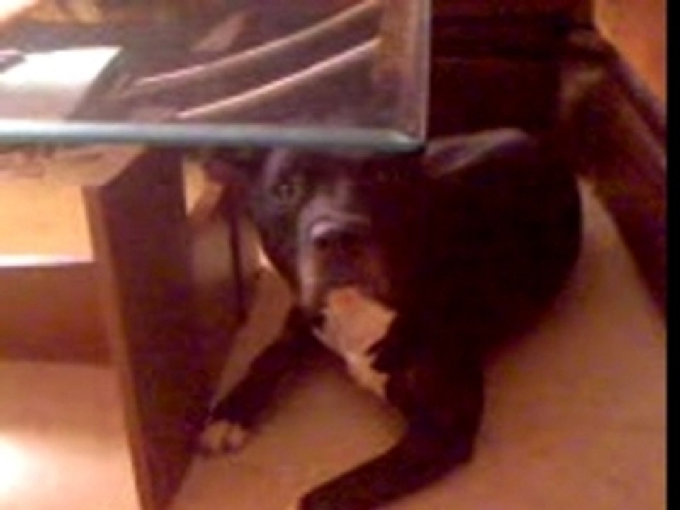 chien qui chante sur du wyclef jean