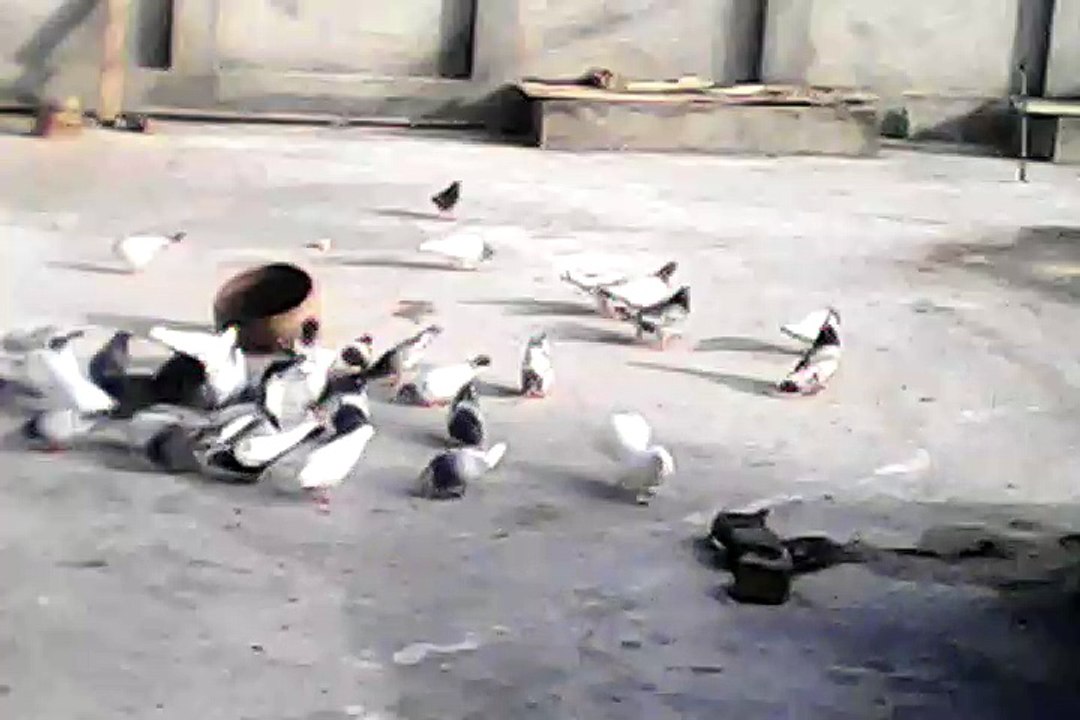 Idrees pigeon home babies.