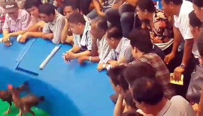 เจ้าเยียร์แดง เพชรโพธิ์สวัสดิ์ VS ซุ้มเพชรโพธิ์สวัสดิ์ vs ซุ้มเรือนไทยชัยนาท ชิงเดิมพัน 1,100,000 บาท